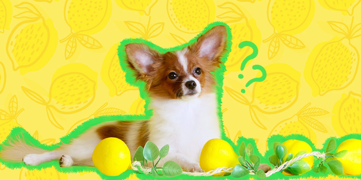 Are lemon leaves poisonous to sale dogs