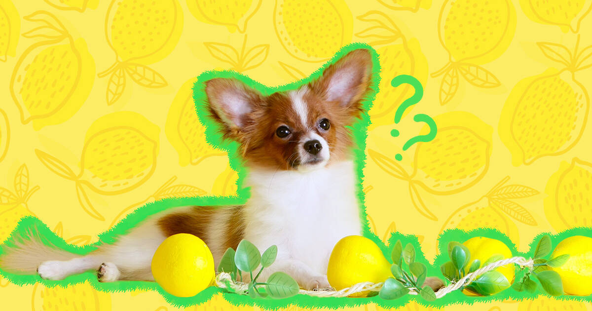 can dogs eat lemon chicken