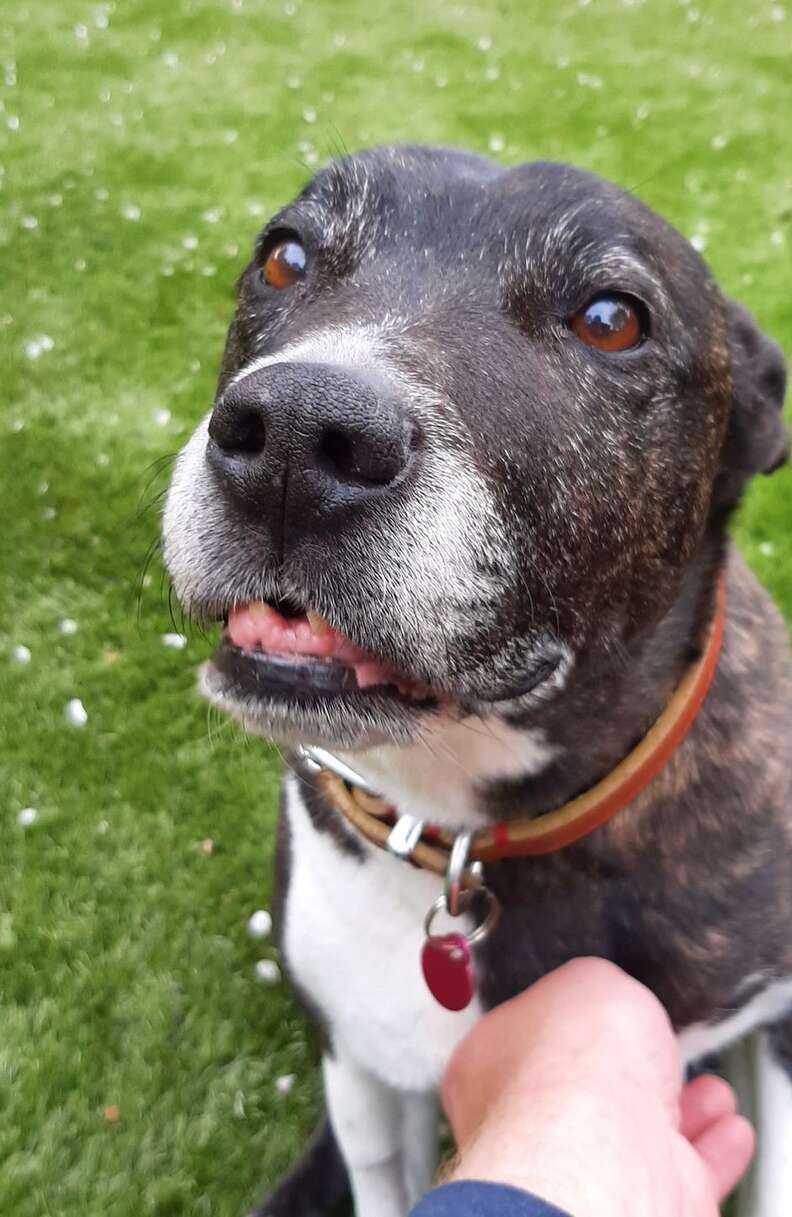Senior Dog Waiting For A Home Hopes Age Is Just A Number - The Dodo