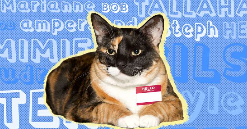 Cat Names: 460+ Names For Every Personality And Breed - DodoWell ...