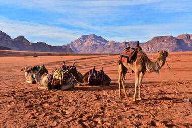 Camels in Desert Wadi Rum, The Valley of The Moon, Jordan