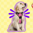 puppy wearing a pink harness