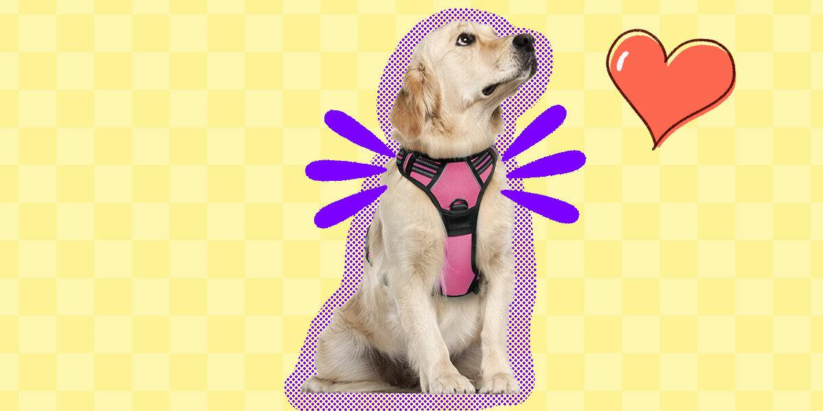 Best running harness for large outlet dogs