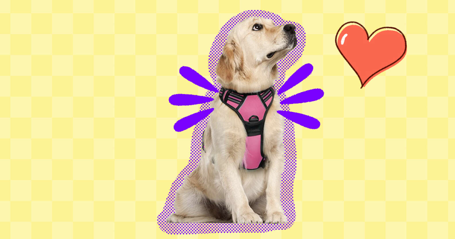 Best Dog Harnesses For Running With Your Pup DodoWell The Dodo