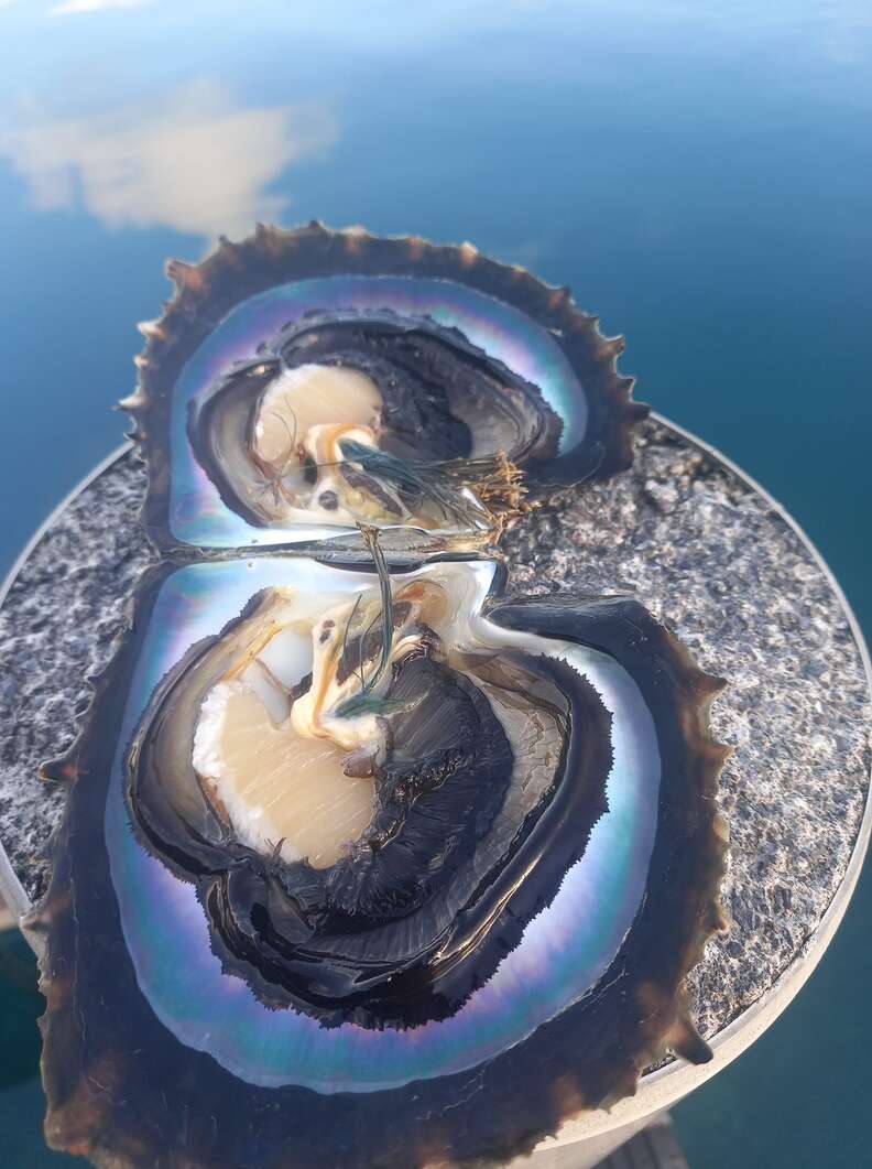 Black pearl inside oyster shell