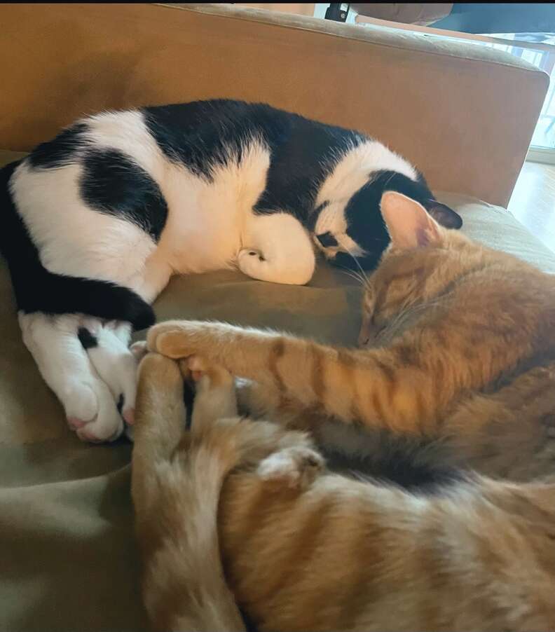 Cat Caught On Camera Comforting His Anxious Brother While Mom's Away