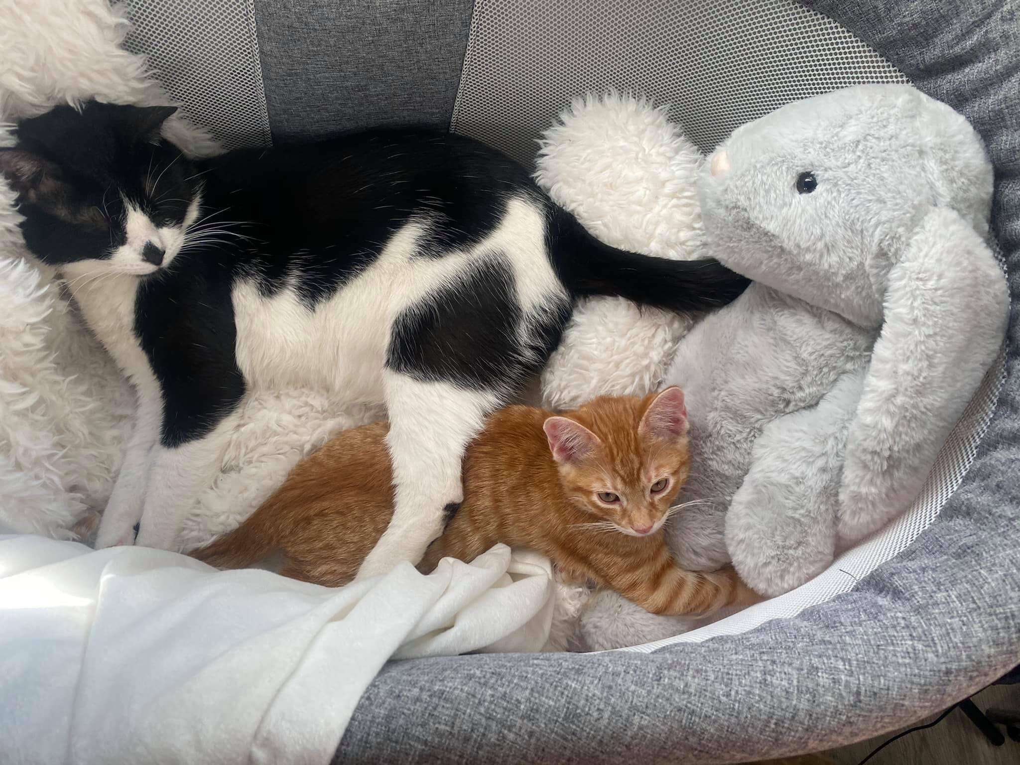 cat brothers