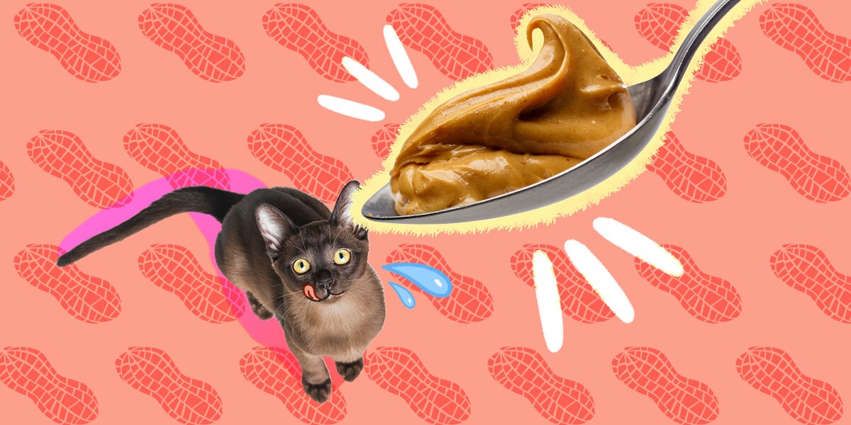Are peanuts ok for cats online