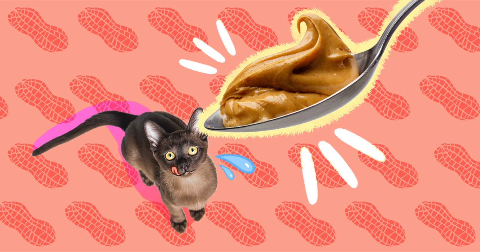 Can Cats Eat Peanut Butter? Or Is It Risky? DodoWell The Dodo
