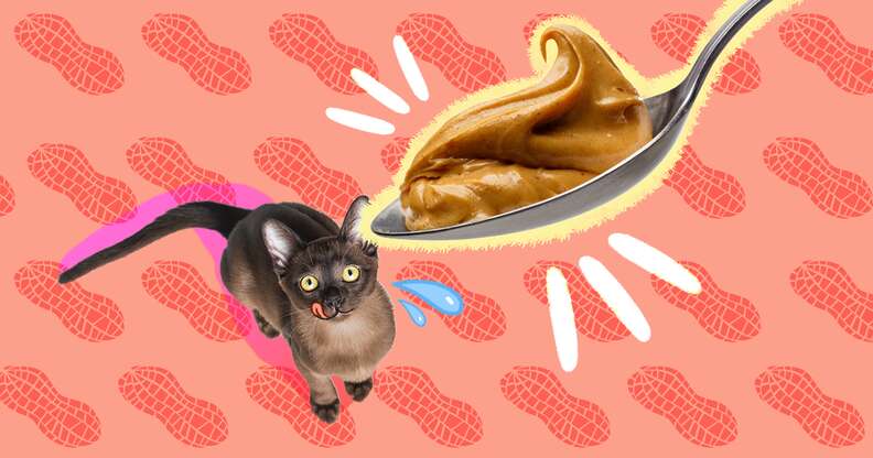 Is peanut butter 2025 ok for cats