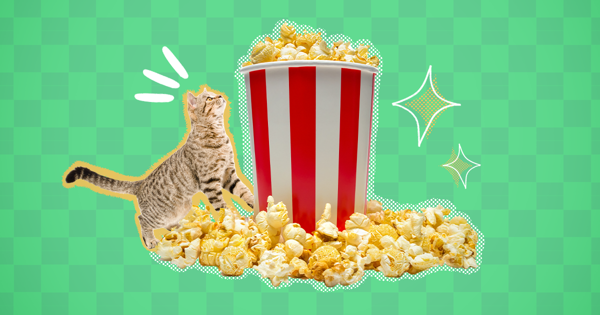 Can Cats Eat Popcorn Or Is It Risky DodoWell The Dodo