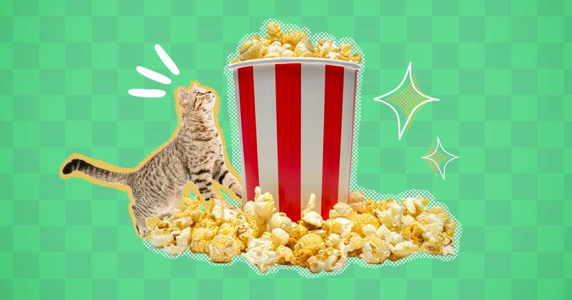 Is popcorn 2025 safe for cats