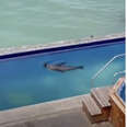 Sea Lion Takes A Dip In Hotel Pool — Then Steals Man's Lounge Chair