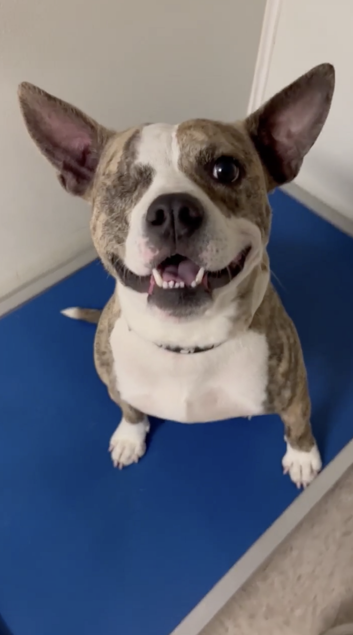 Second Graders Draw Pictures Of Shelter Dogs To Help Them Get Adopted ...
