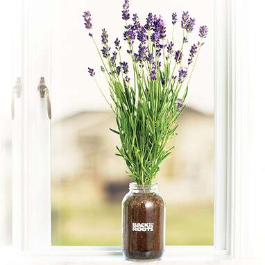Organic Lavender Windowsill Indoor Garden Kit