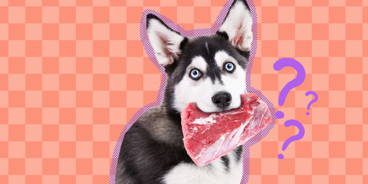 Do Dogs Poop Less Raw Food Diet