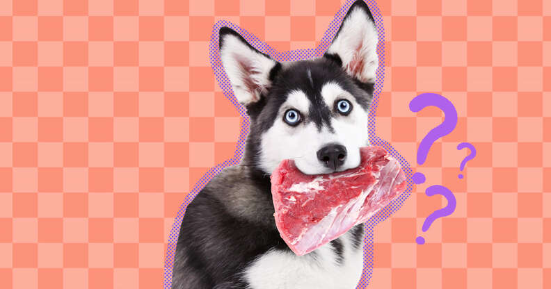 dog holding raw steak in mouth