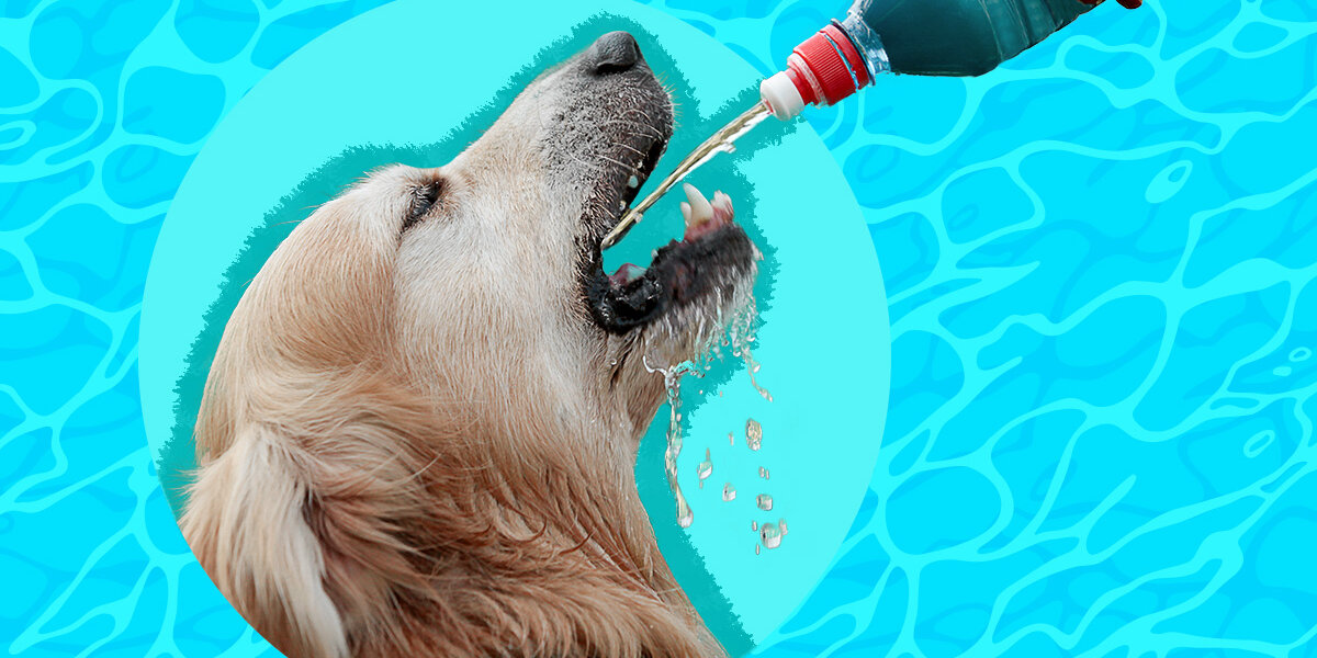 Dehydrated puppy treatment hot sale