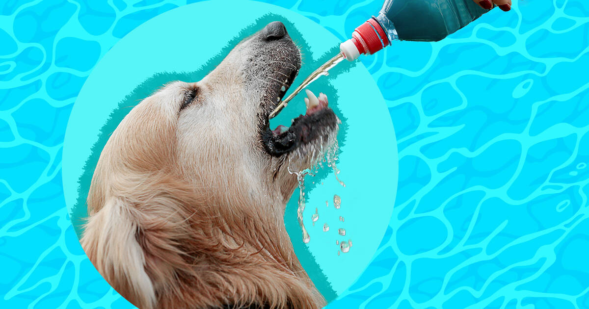 what are signs of dehydration in a dog