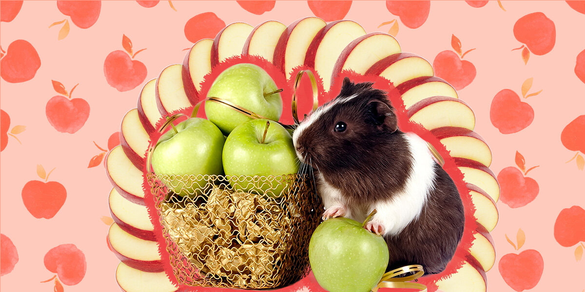 Do guinea store pigs eat apples