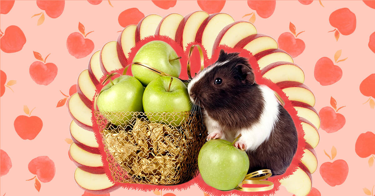 Can i feed my guinea pig apples hotsell