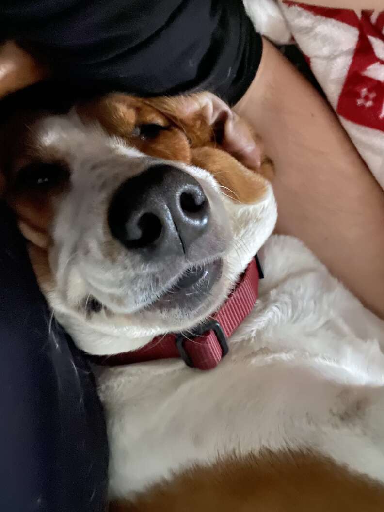 rescue dog enjoys pets