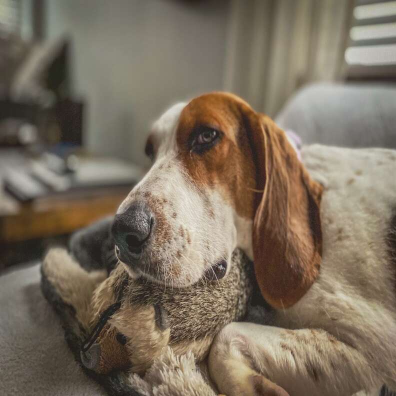 Rescue dog lays with blanket