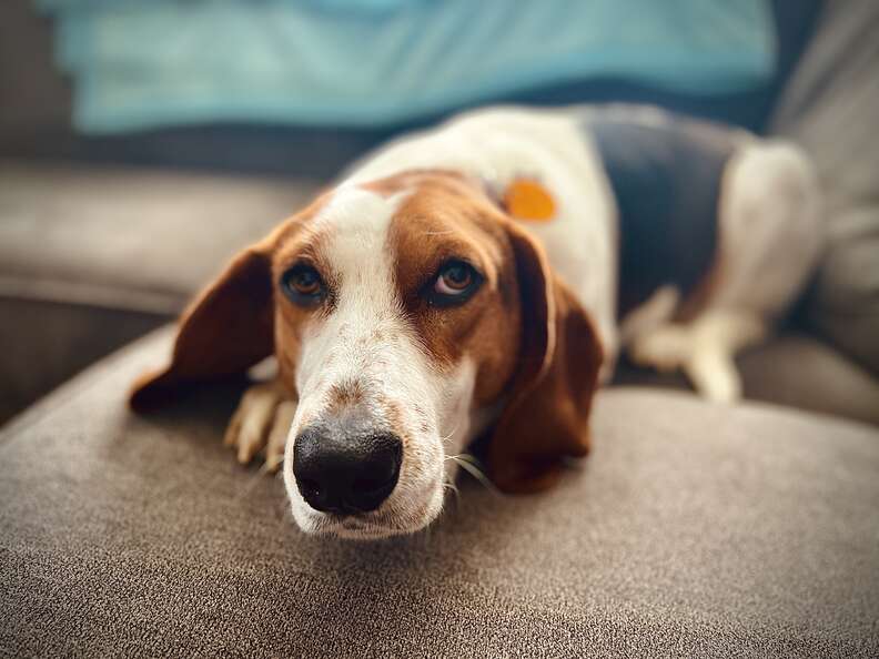 rescue dog lies on couch