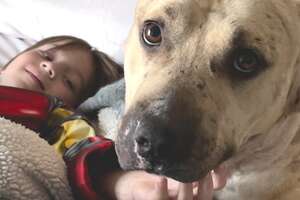 Abandoned Pittie Turns Into A Puppy When He Meets This Boy
