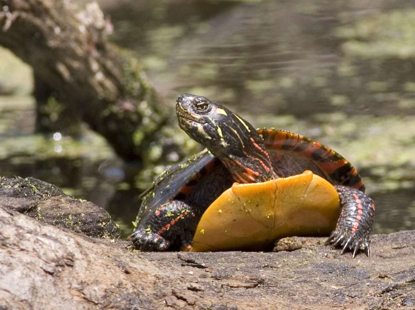 Woman Spots A Turtle 'Flirting' With His Crush In The Most Annoying Way ...