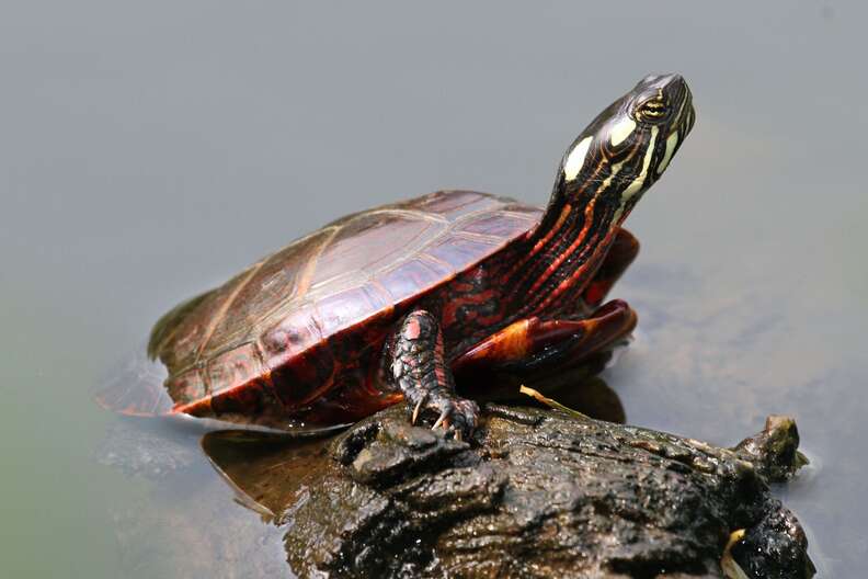 Turtles Line Up For A Scrub When They Notice Lady Has A Brush - The Dodo