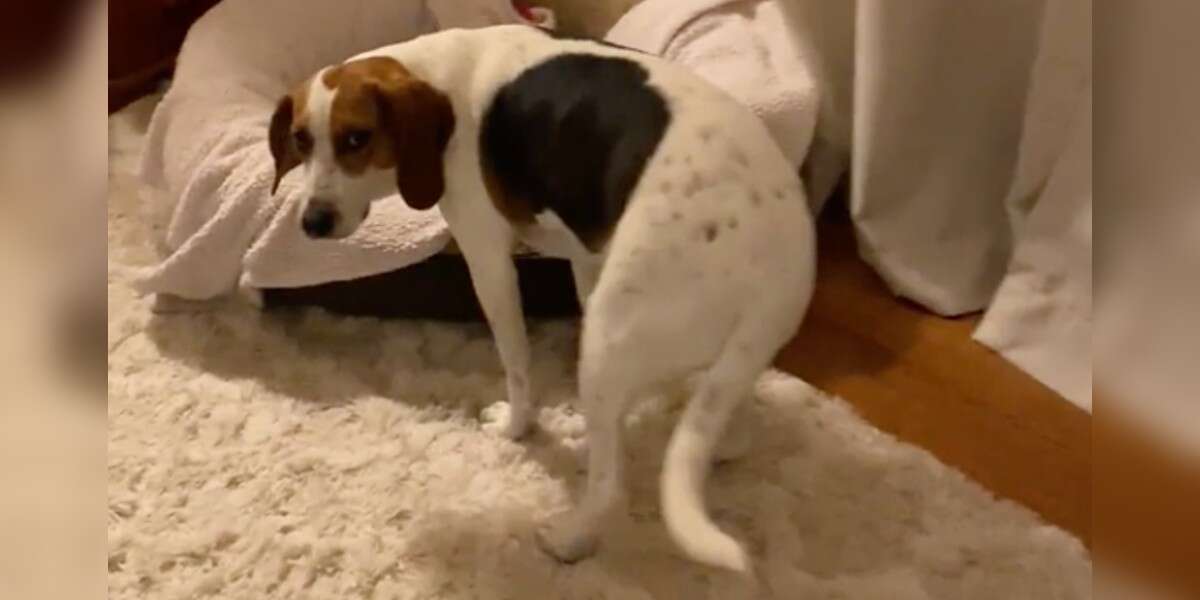 Rescue Dog Loves Her Nightly Bedtime Routine - The Dodo