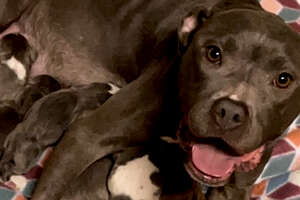 Rescued Pregnant Pittie Falls For Foster Brother