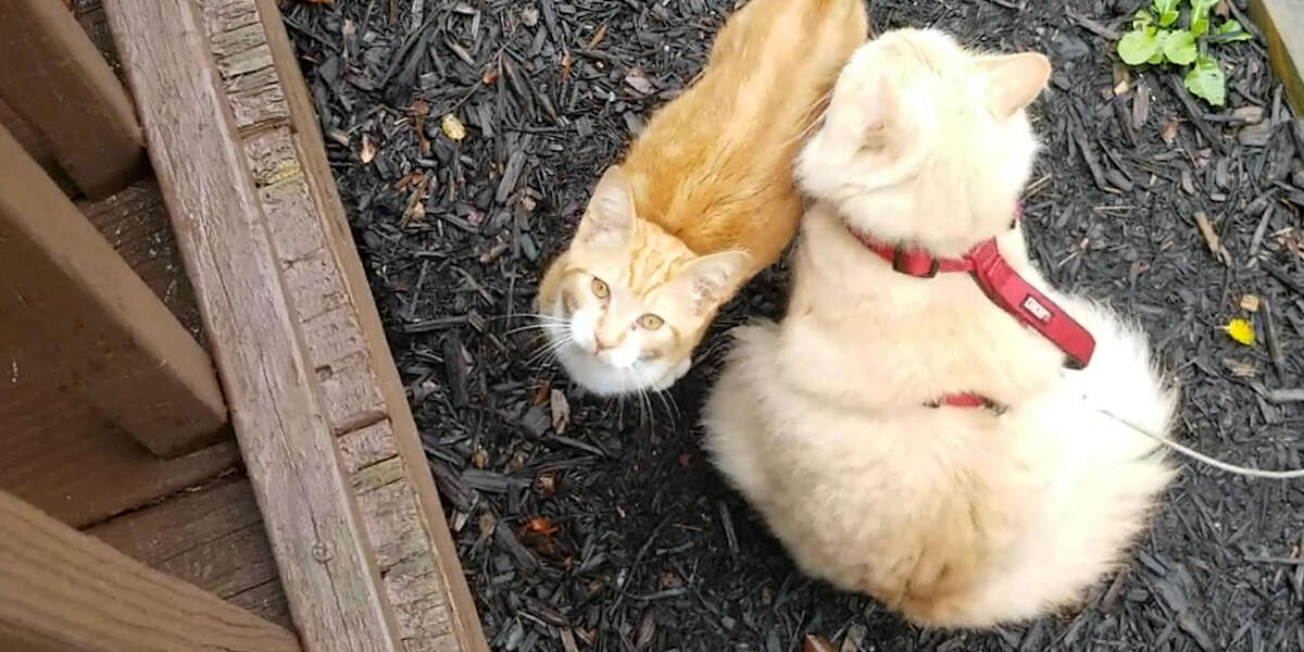 Cat Hates Everyone But His Mini Me - Videos - The Dodo