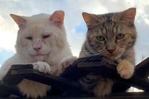 These Two Feral Cats Will Restore Your Faith In True Love