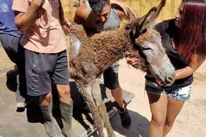 Rescue Donkey Couldn't Walk Until...❤️