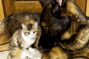 Four Pound Kitten Cozies Up To 85 Pound Brother