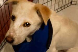 Labrador Who Was Too Scared To Leave His Crate Learns How To Be A Puppy