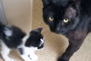 18-Pound Cat Decides To Be Dad To Teeny Kitten