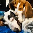 15-Year-Old Rescue Basset Hound Becomes Best Friends With A Basset Hound Puppy