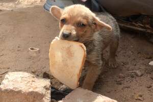 Street Puppy Gets Rescued With A Piece Of Bread