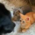 Sweet Dog Teaches The Other Pets How To Babysit The Foster Kittens