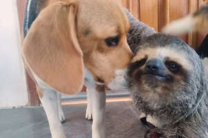Rescued Sloth Becomes Best Friends With a Beagle ❤️