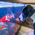 Great Dane Watches Over His Koi Fish All Day Long