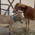 33-Year-Old Blind Pony Gets A Seeing-Eye Donkey