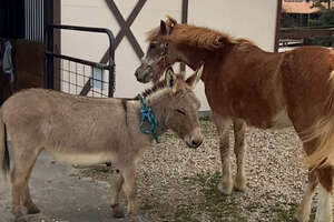 33-Year-Old Blind Pony Gets A Seeing-Eye Donkey