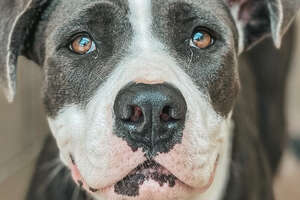 Terrified Foster Pittie Becomes a 90-lb Lap Dog