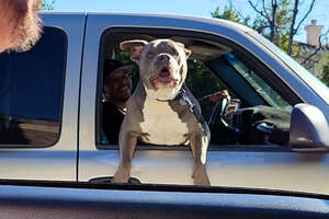 Pittie Freaks Out When He Sees His Brother In The Car Next To Him