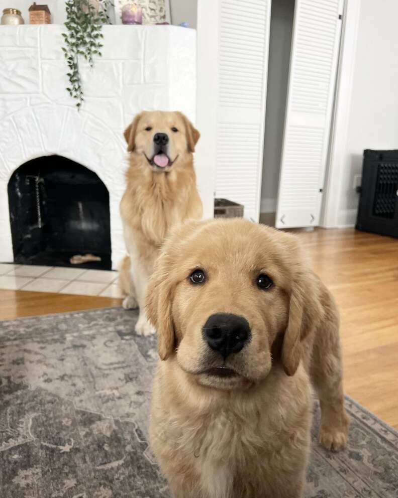 Two golden retrievers looking at the camera