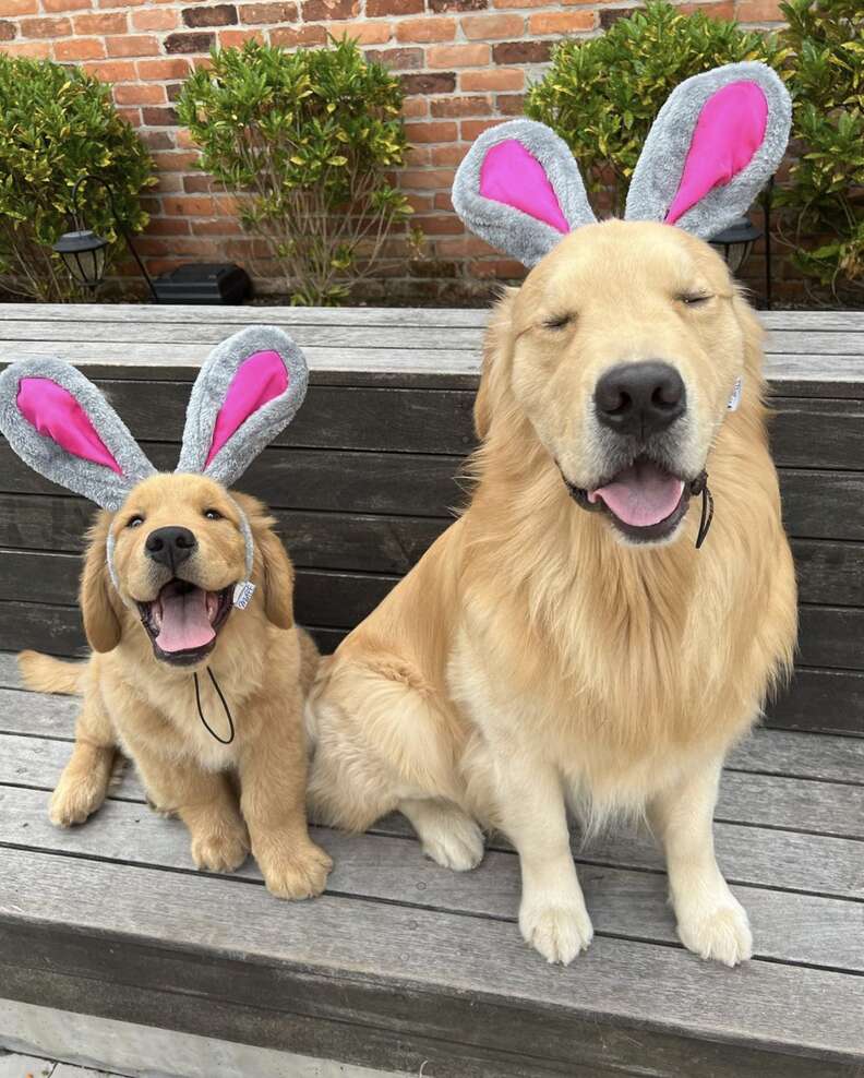 Two golden retrievers wear bunny ears